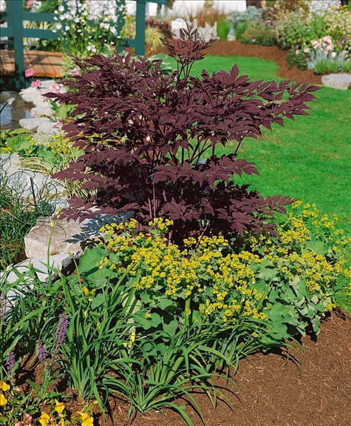Cimicifuga ramosa Brunette
