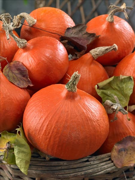 Cucurbita maxima Uchiki Kuri