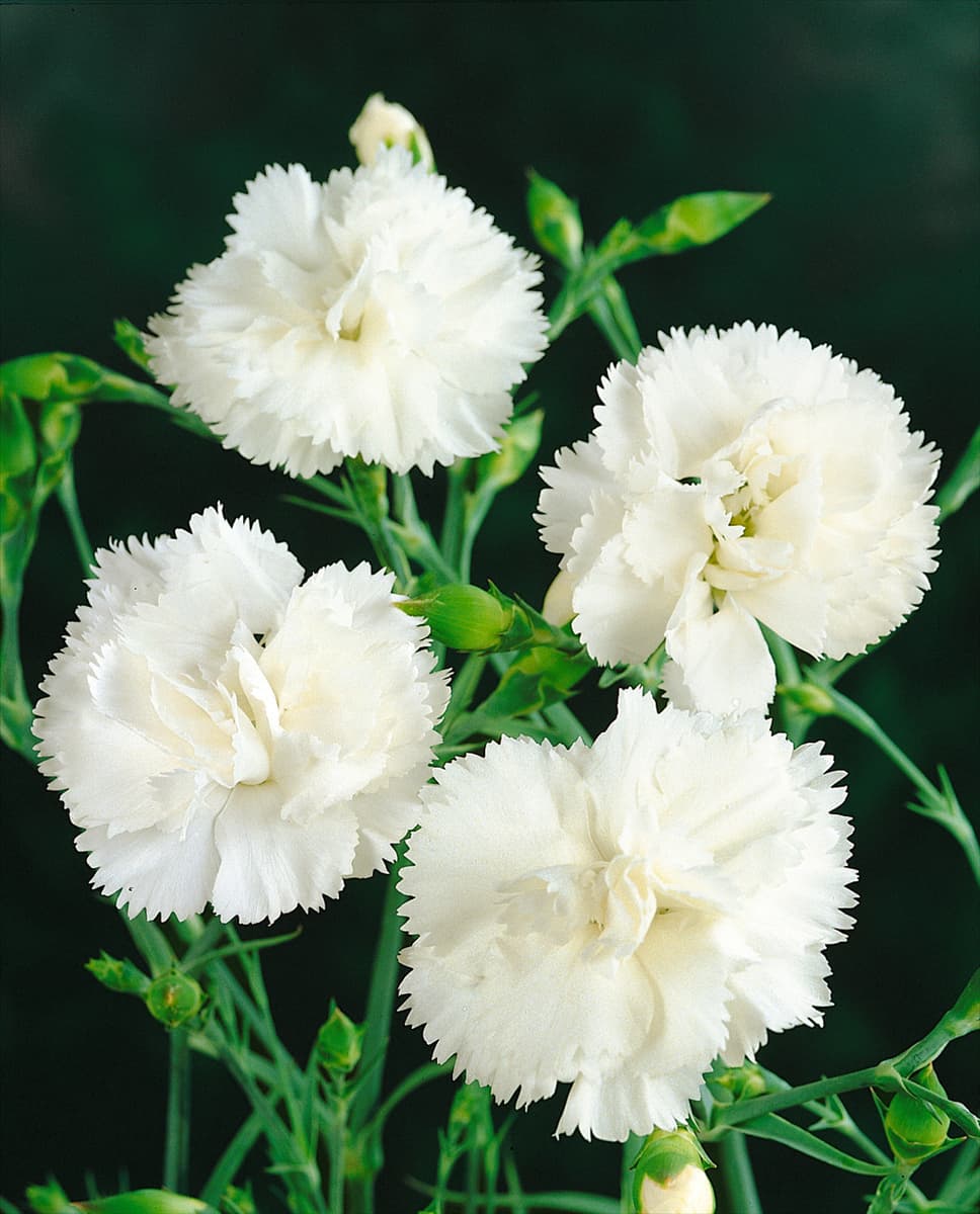 Dianthus caryophyllus Haytor (Carnation)
