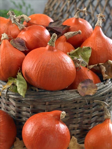 Cucurbita maxima Uchiki Kuri