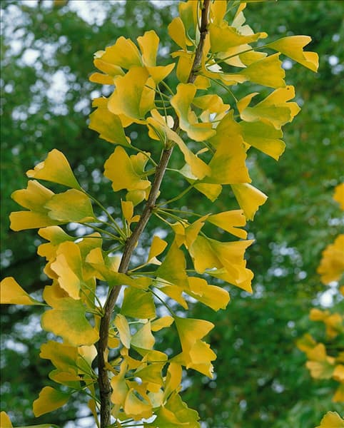 Ginkgo biloba