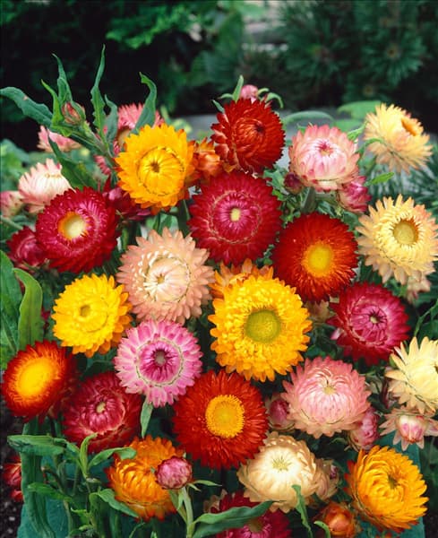 HELICHRYSUM BRACTEATUM MONSTROSUM / MIX