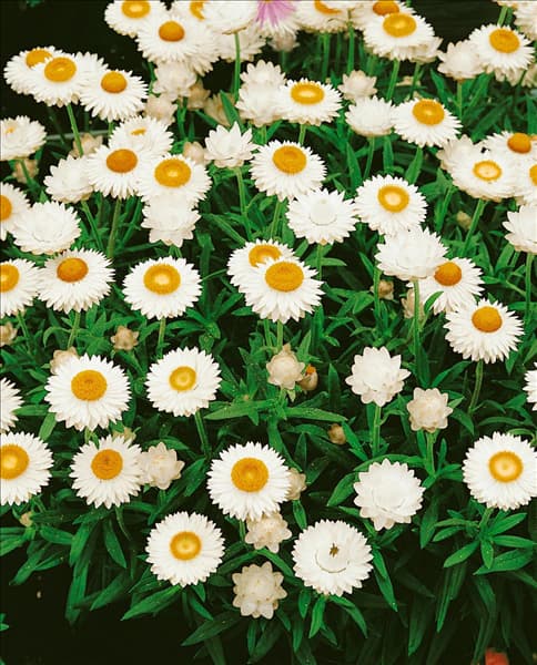 Xerochrysum bracteatum Florabella White