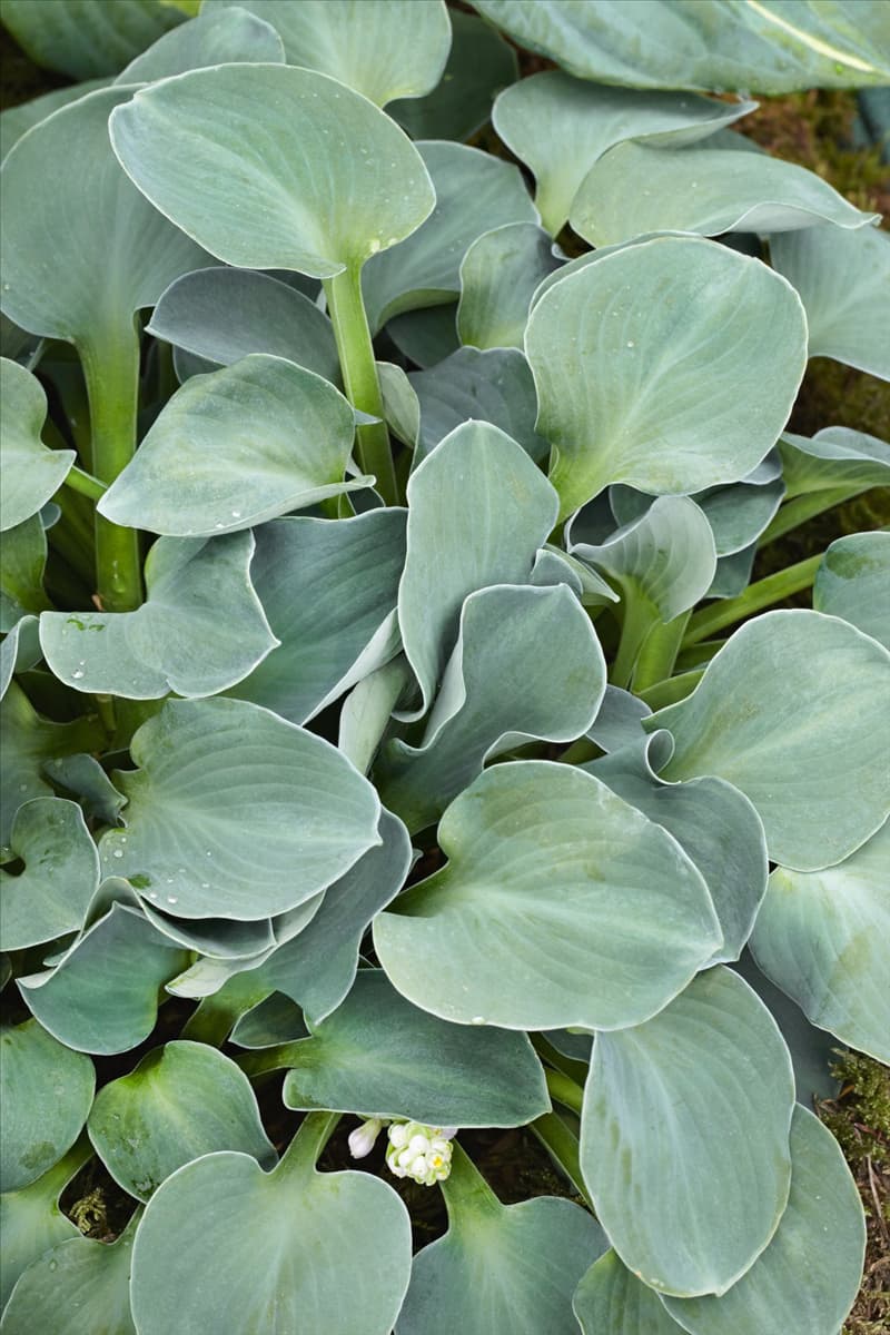 Hosta Blue Mouse Ears