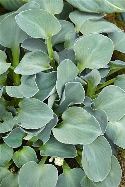 Hosta Blue Mouse Ears