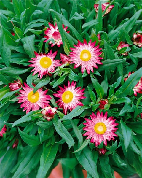 Helichrysum bracteatum Pink