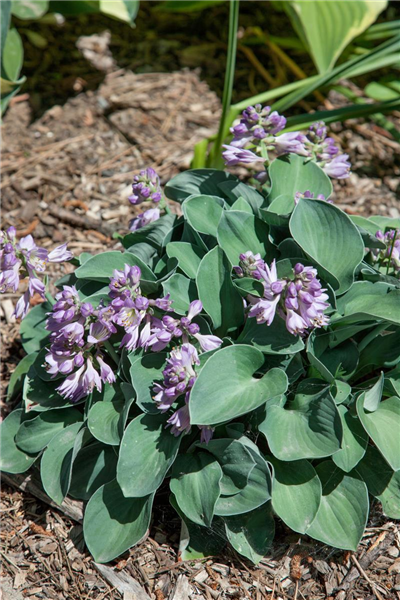 Hosta Blue Mouse Ears