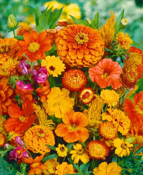 Summerflowers mixed in orange
