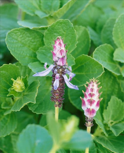 Coleus cannis