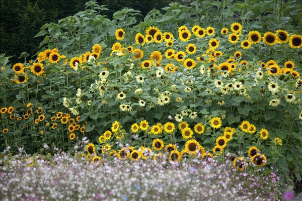 Helianthus annuus