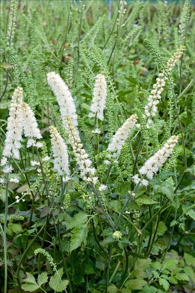Cimicifuga simplex White Pearl