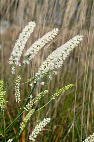 Cimicifuga simplex