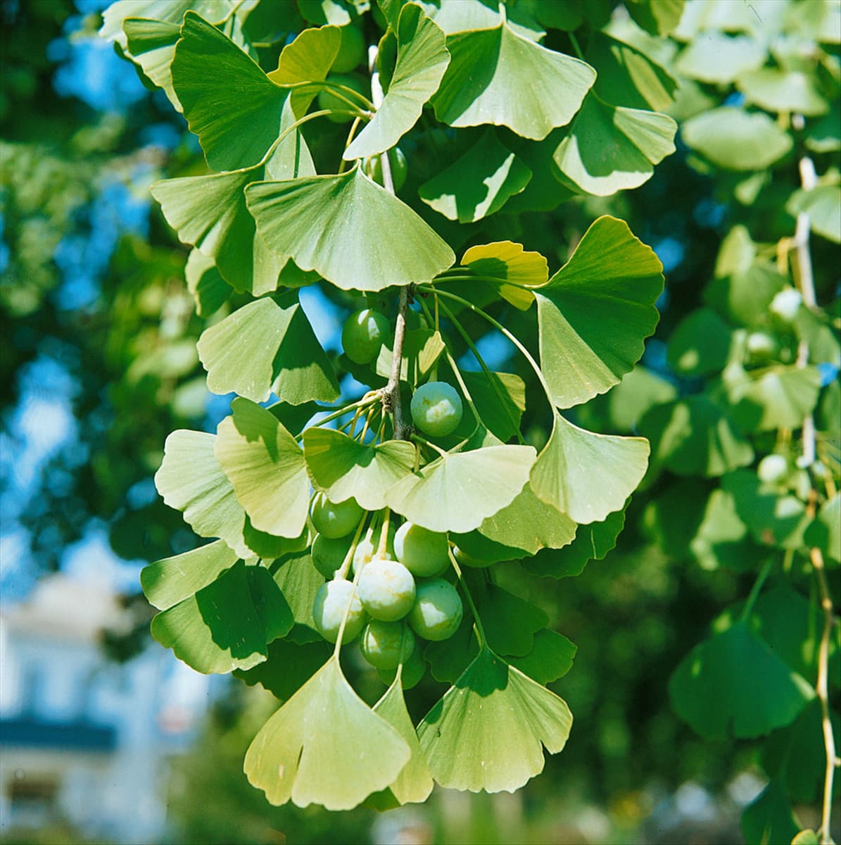 Ginkgo biloba