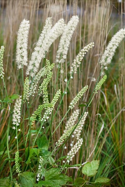 Cimicifuga simplex