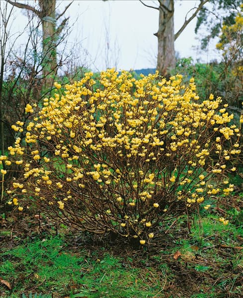 Edgeworthia chrysantha