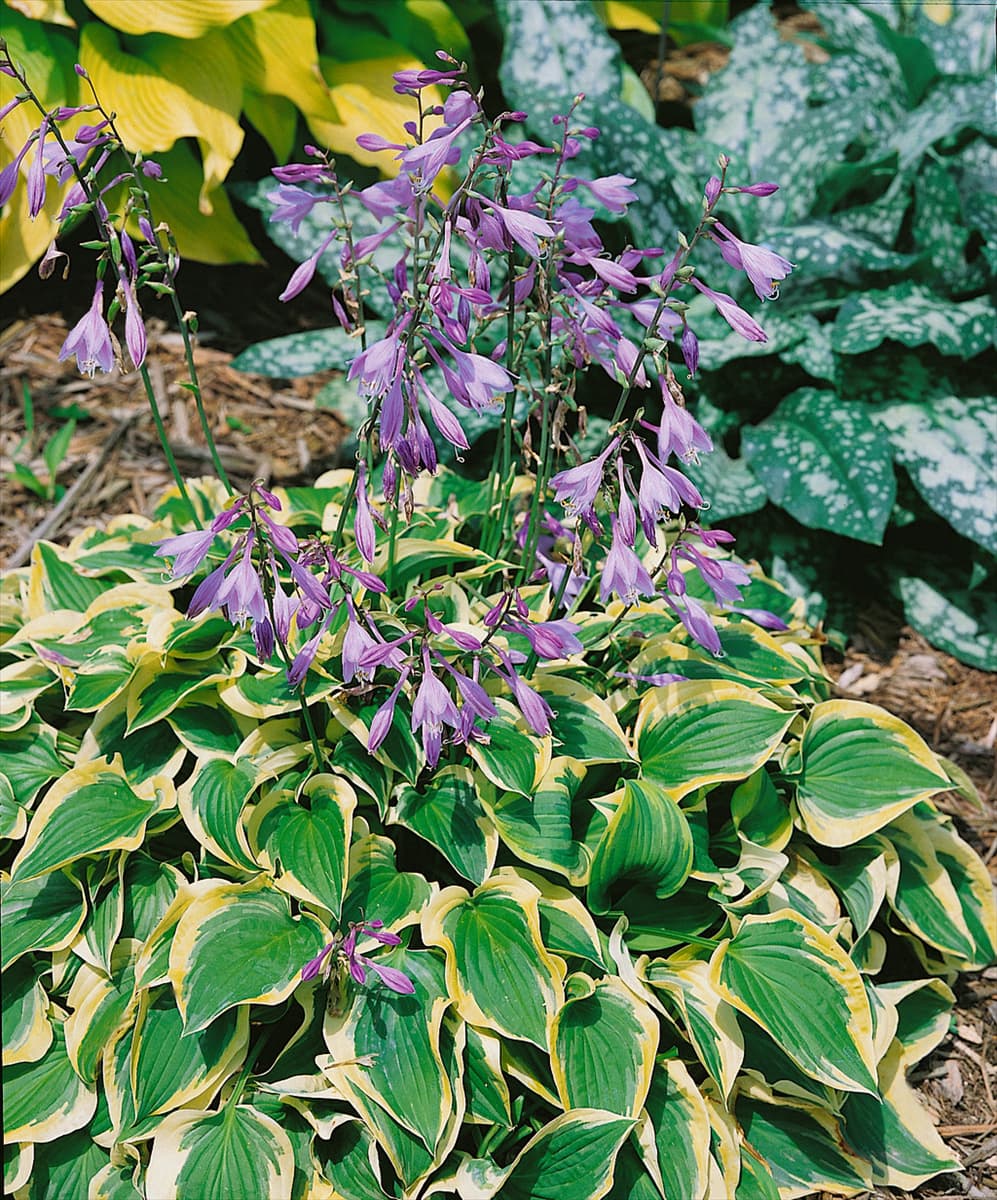 Hosta Pilgrim