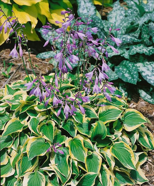 Hosta Pilgrim
