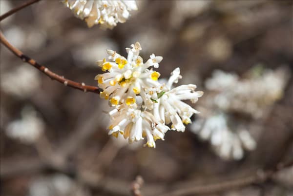 Edgeworthia chrysantha