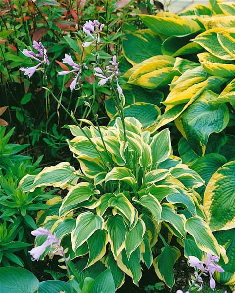 Hosta Pilgrim