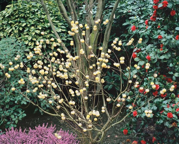 Edgeworthia chrysantha