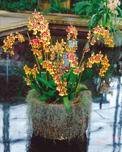 Cambria Colmanara Jungle Monarch