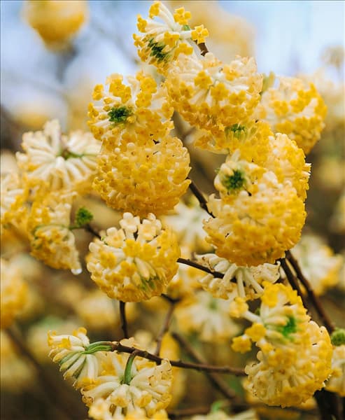 Edgeworthia chrysantha