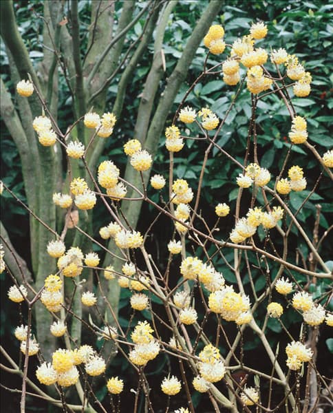 Edgeworthia chrysantha