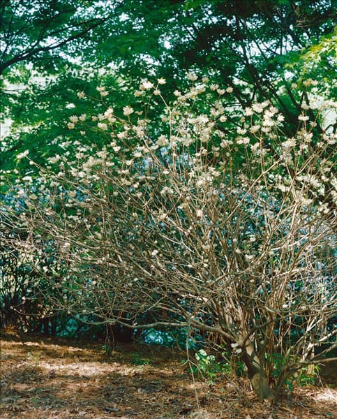 Edgeworthia chrysantha