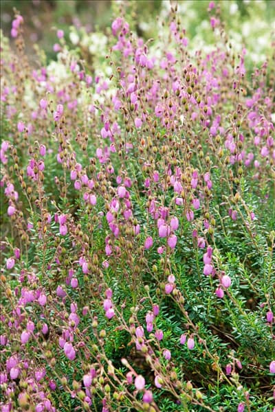 Daboecia cantabrica 'Rosea'