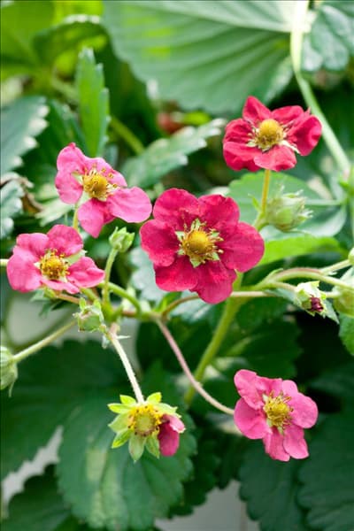 Fragaria x ananassa Toscana