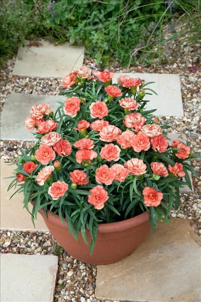 Dianthus Super Trouper