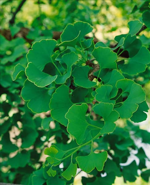 Ginkgo biloba