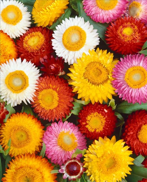 Xerochrysum bracteatum Mischung