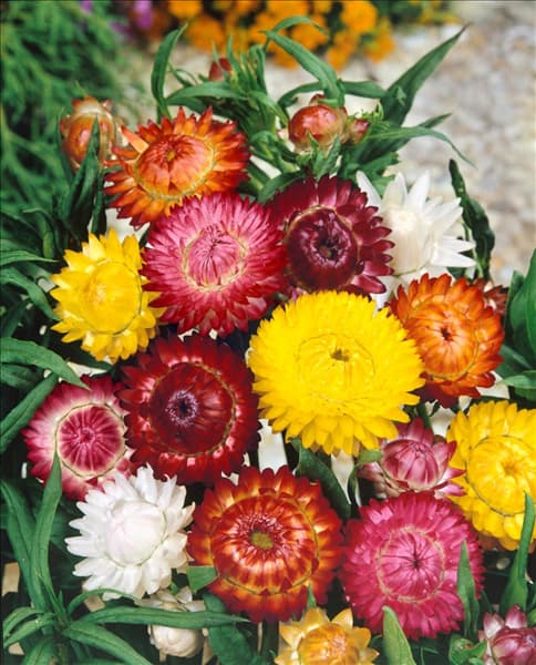 HELICHRYSUM MIXED