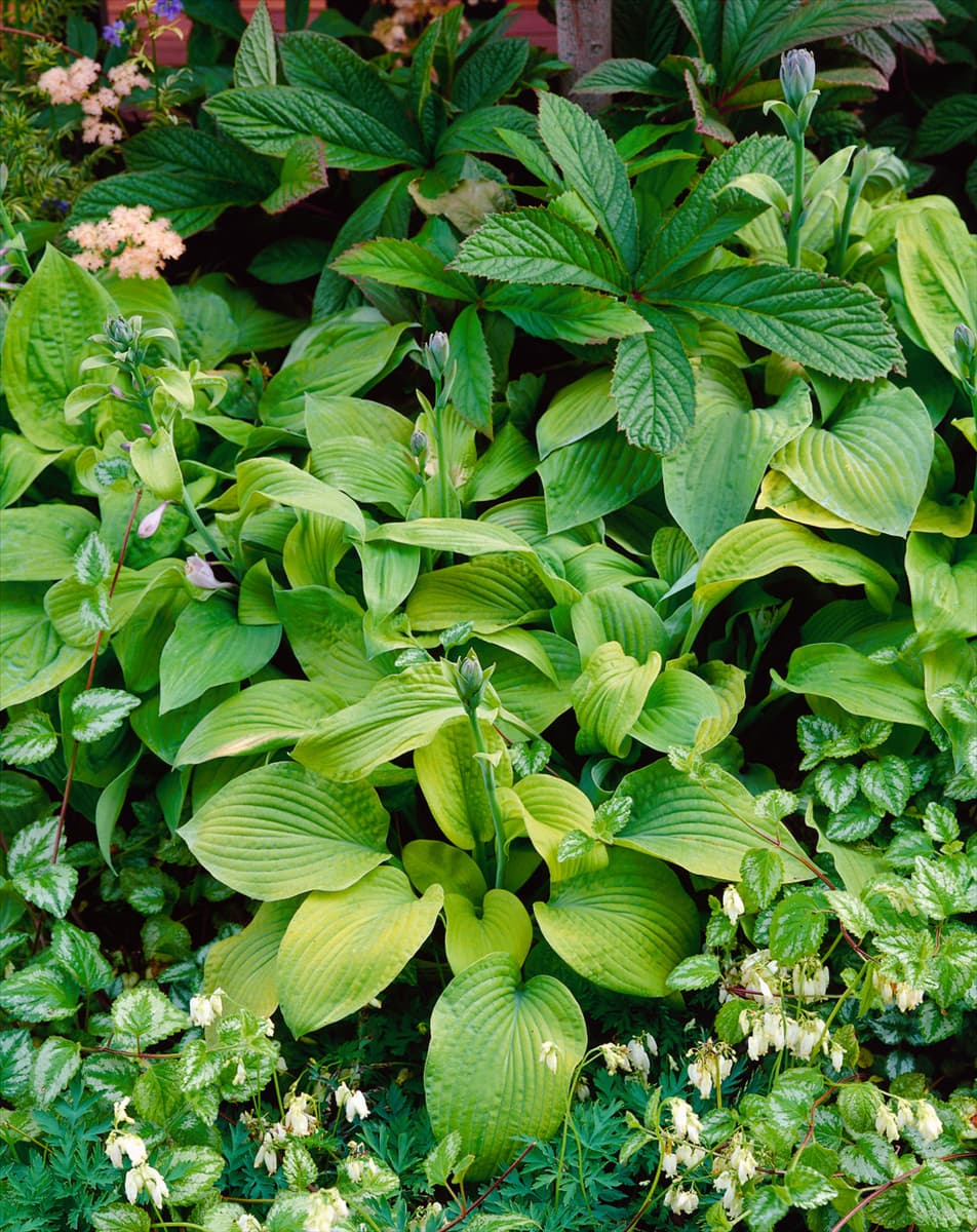 HOSTA AUGUST MOON