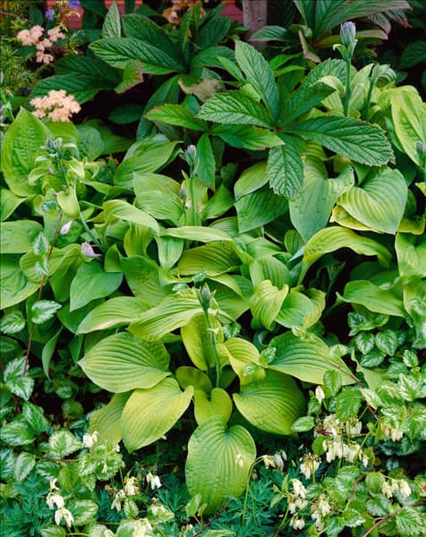 HOSTA AUGUST MOON