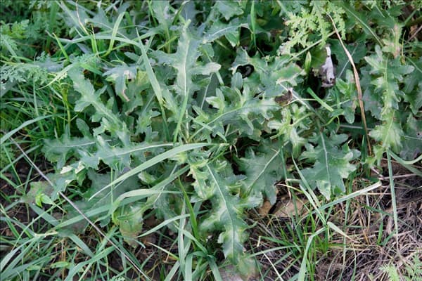 Cirsium arvense