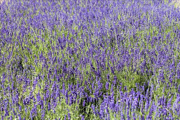 Lavandula angustifolia