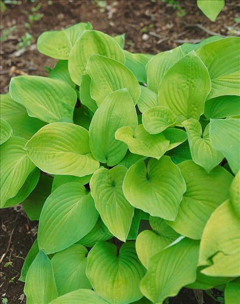 Hosta August Moon