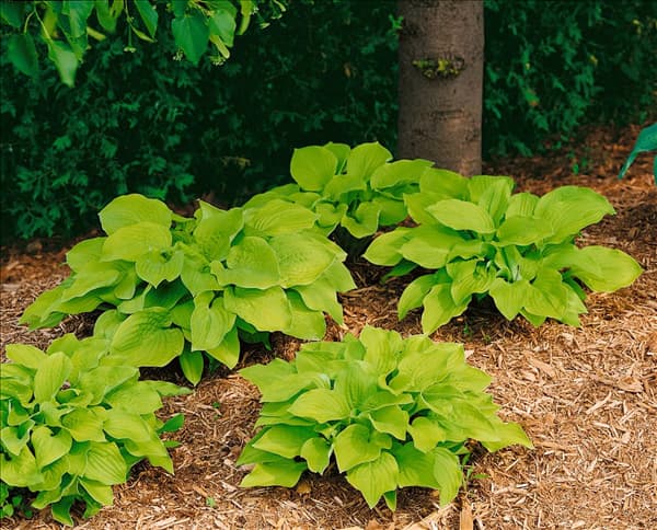 HOSTA AUGUST MOON
