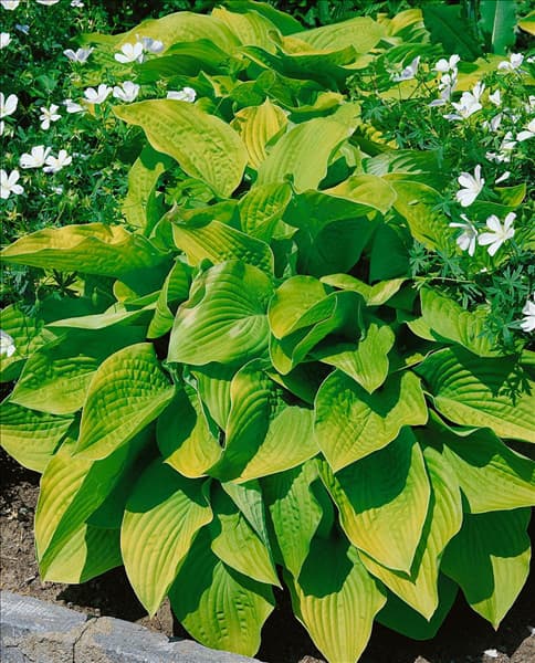 HOSTA AUGUST MOON
