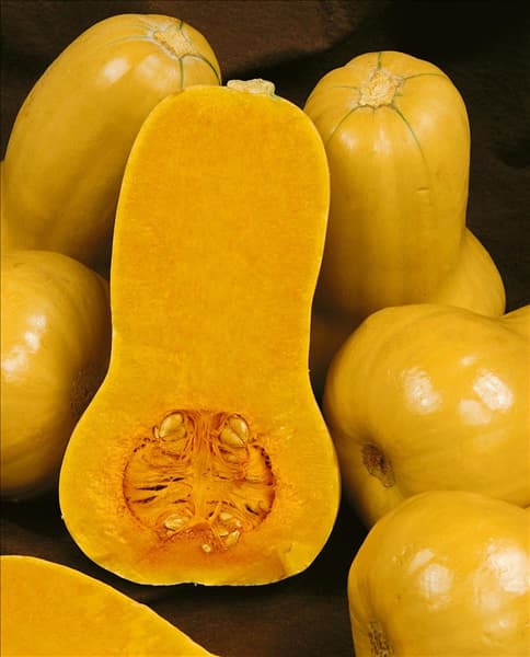 Kürbis/Cucurbita moschata BUTTERNUT