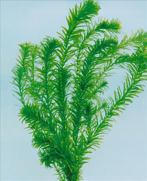 ELODEA DENSA/SYN.EGERIA DENSA