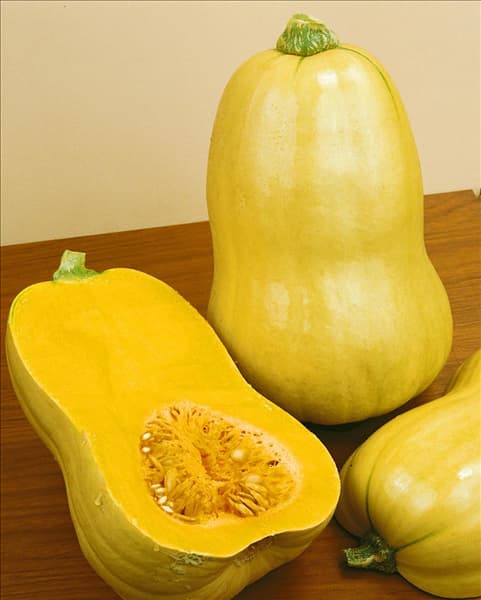 Kürbis/Cucurbita moschata BUTTERNUT