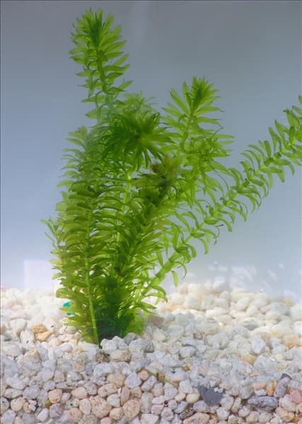 Egeria densa