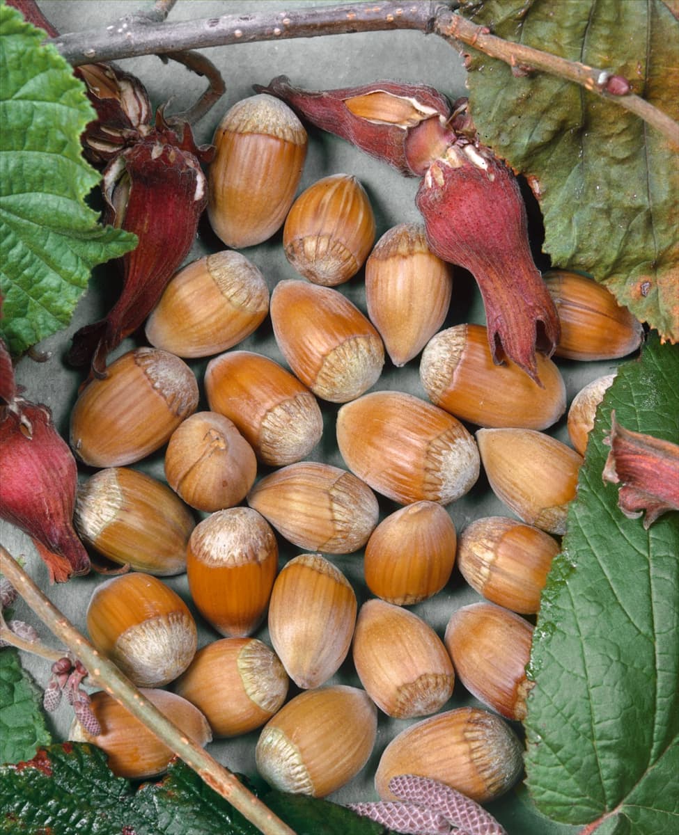 Corylus avellana