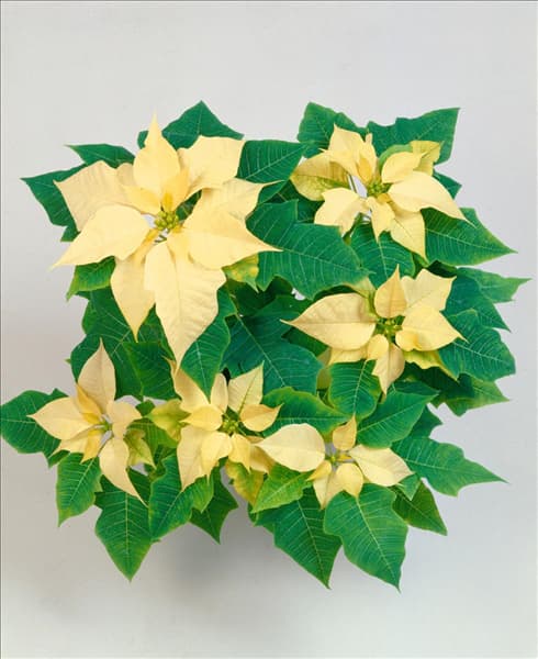 Euphorbia pulcherrima white
