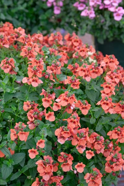Diascia Juliet™ Orange