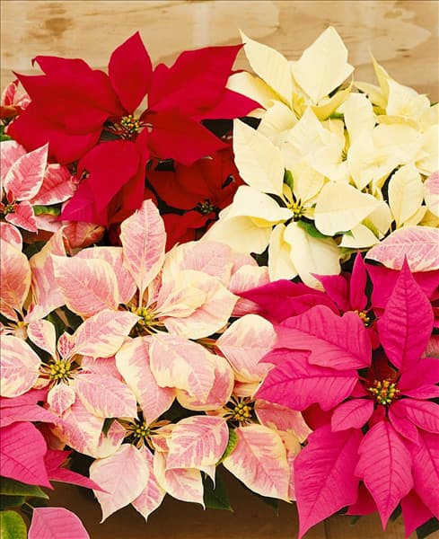 EUPHORBIA pulcherrima mixed (Poinsettia)