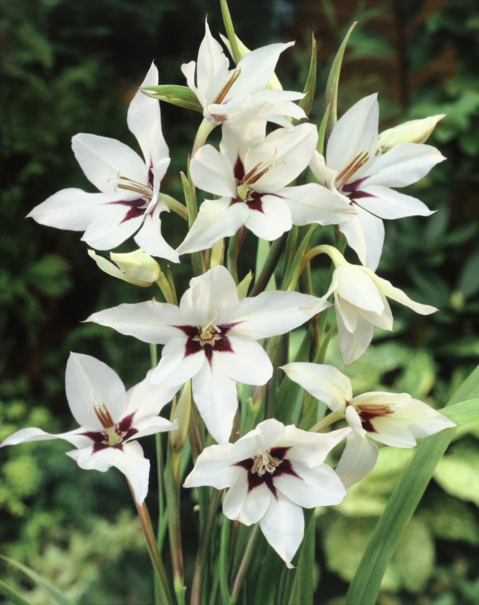 Gladiolus murielae